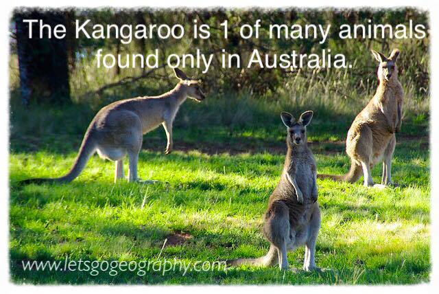 The Australian Kangaroo