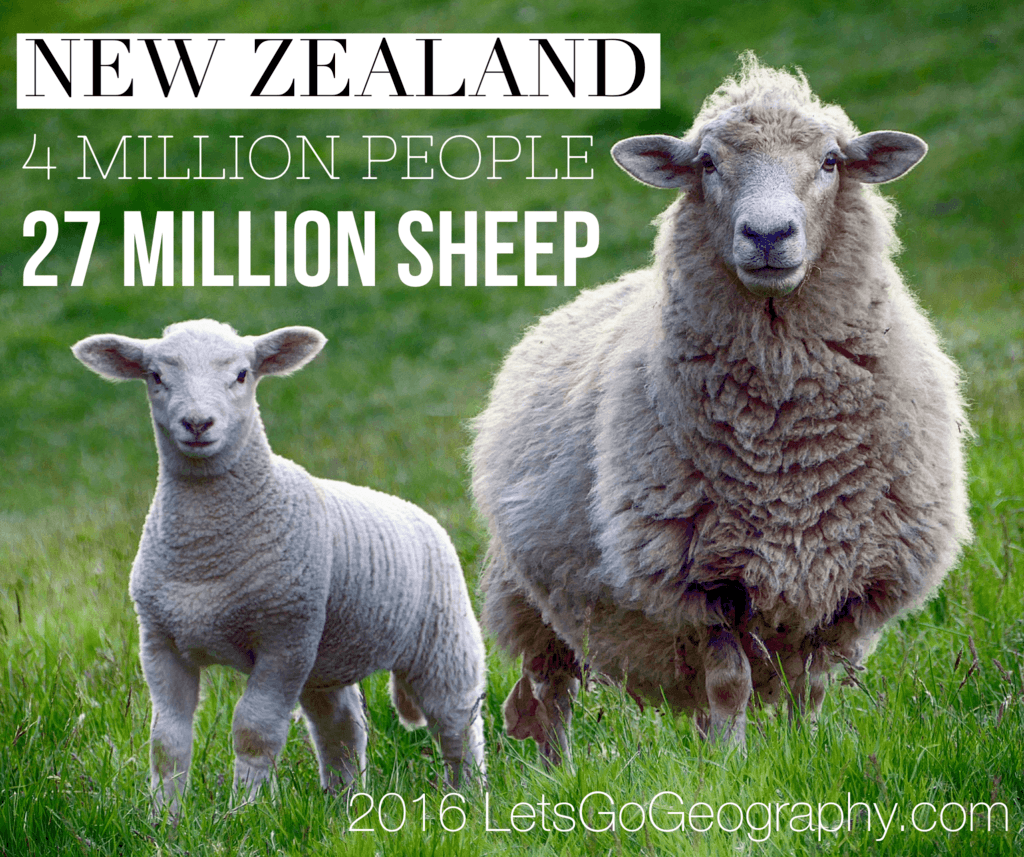 New Zealand's Sheep Lets Go Geography