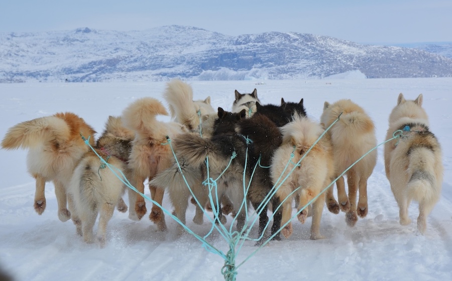 Greenland dog sled